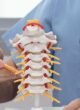 Spine Surgeon in Narela